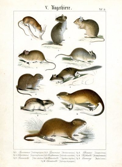  de C. Roth