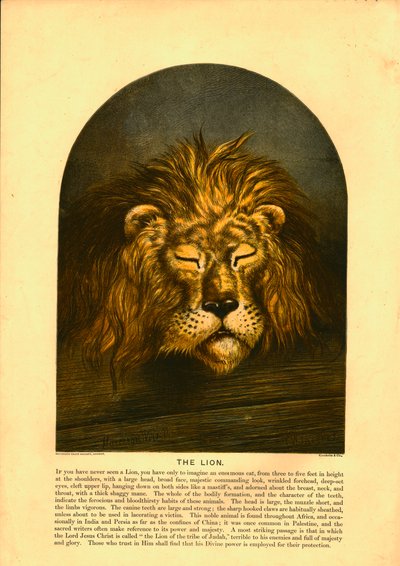 El león de C Sheeres