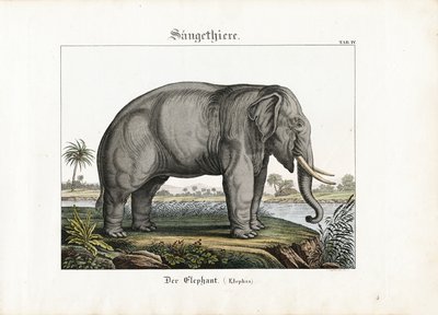  de C. Steglich