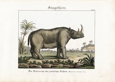  de C. Steglich