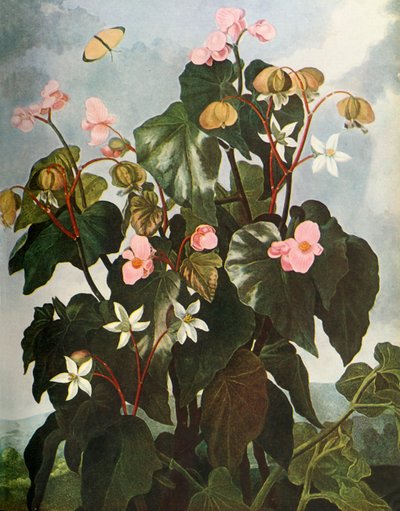 Begonia de hojas oblicuas de Caldwell