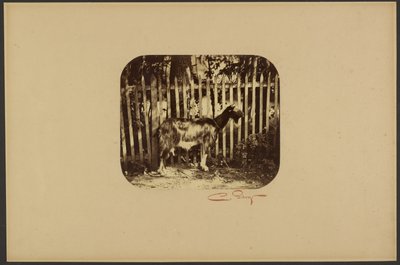 [Cabra] de Camille Silvy