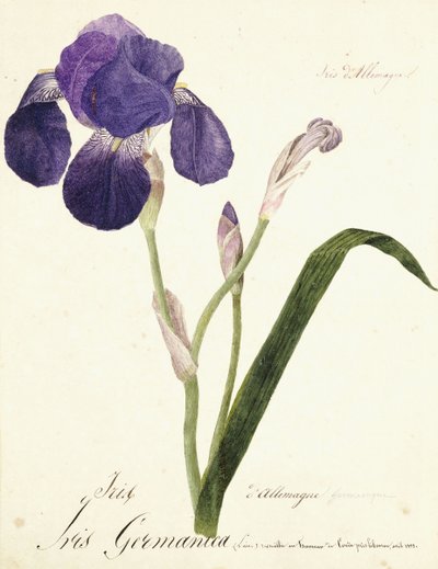 Iris alemán; Iris Germanica de Capitaine Pelletier