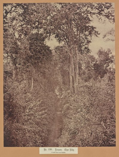 No. 120. Rangún. Callejón del Tigre de Capt. Linnaeus Tripe