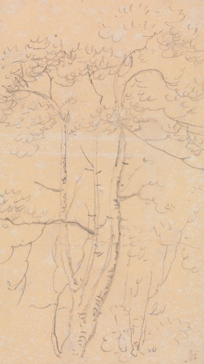 Bosquejo de árboles, Shorwell, Isla de Wight de Capt. Thomas Hastings
