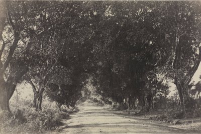 Avenida de los Árboles Banianos, Seringham, India de Captain Linnaeus Tripe