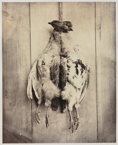 Partridges (recto) de Captain N. Baily