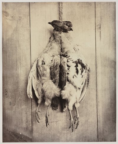 Perdices recto, tumba de L.D. Campbell verso, c. 1861 de Captain N. Baily
