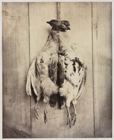 Perdices recto, c. 1861 de Captain N. Baily