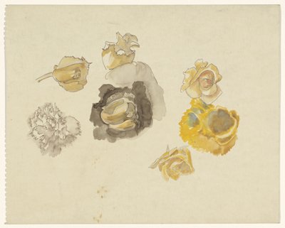 Estudios de flores en amarillo de Carel Adolph Lion Cachet