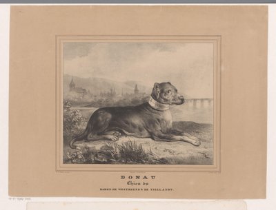 perro danubio Danubio. Chien du Baron de Westreenen de Tiellandt (título sobre el objeto) de Carel Christiaan Antony Last