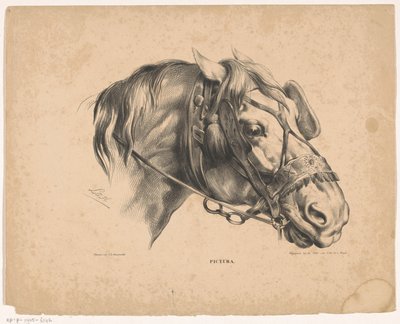 Cabeza de caballo con brida Pictura (título de la serie sobre el objeto) de Carel Christiaan Antony Last