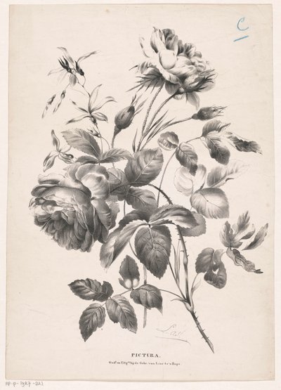 dos rosas Pictura (título de la serie sobre el objeto) de Carel Christiaan Antony Last