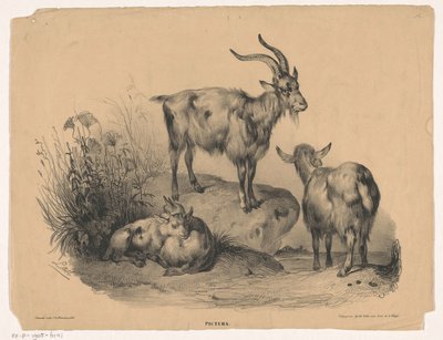 cuatro cabras Pictura (título de la serie sobre el objeto) de Carel Christiaan Antony Last