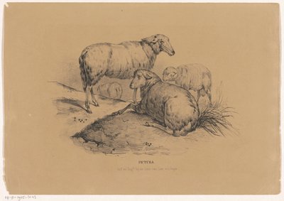 cuatro ovejas Pictura (título de la serie sobre el objeto) de Carel Christiaan Antony Last