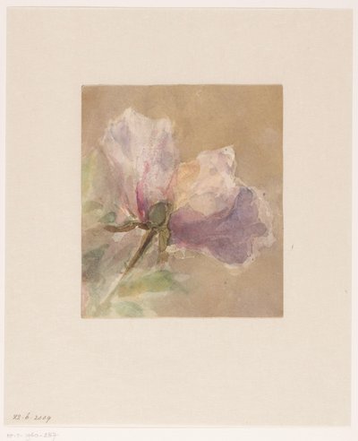Rosa marchita de Carel Nicolaas Storm van 