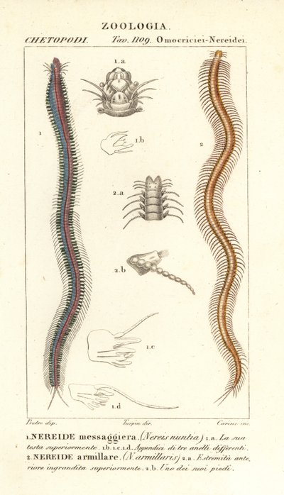 Nereida con dientes de barra, Perinereis nuntia 1 y nereida, Syllis armillaris 2 de Carini Carini