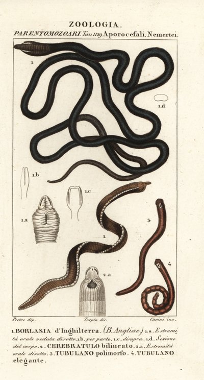 Gusano de la bota, Lineus longissimus 1, Borlasia angliae 1, gusano de la trompa, Cerebratulus bilineatus 2, Cerebratulus bilineatus 2, gusano de la cinta, Tubulanus polimorphus 3, Tubulanus elegans 4 de Carini Carini