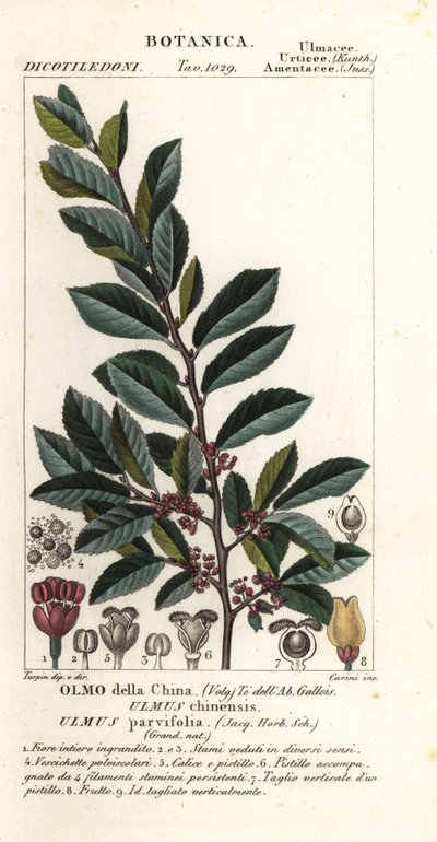 Olmo chino o olmo de corteza, Ulmus parvifolia, Ulmus chinensis, Olmo della China de Carini Carini