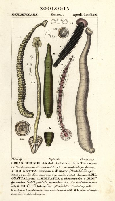 Sanguijuelas y sanguijuelas de agua dulce: Branchiobdellida 1, Pontobdella spinosa 2, Whitmania laevis 3, Hirudo vittata 4, Piscicola geometra 5, Ichthyobdella geometra 5, Geobdella trochetii 6 de Carini Carini