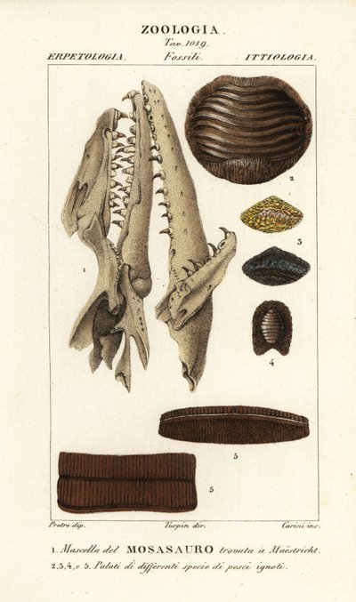 Cráneo fósil de un Mososaurus extinto encontrado en Maastricht 1, y paladares de peces extintos 2-5 de Carini Carini