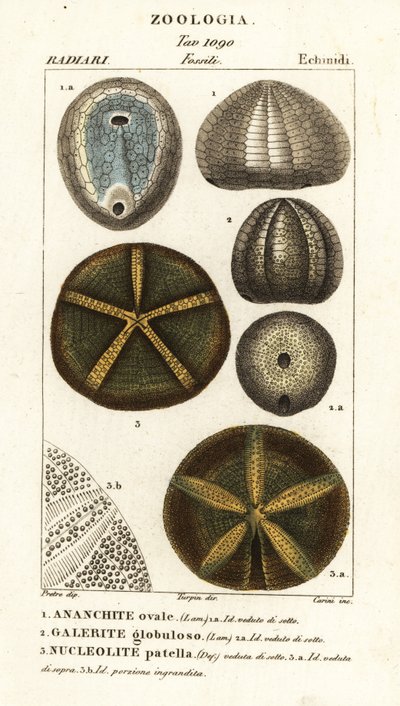 Fósiles de erizos de mar extinguidos: Echinocorys (Ananchites) 1, Galerites globulosus 2, y Nucleolites patella 3 de Carini Carini
