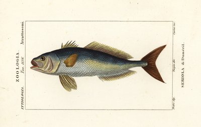 Seriola dumerili, Seriola di Dumeril de Carini Carini