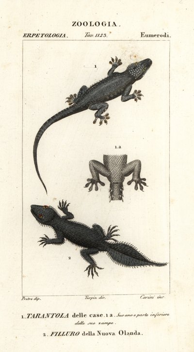 Gecko doméstico, Hemidactylus frenatus 1, y gecko de cola ancha, Phyllurus platurus 2 de Carini Carini
