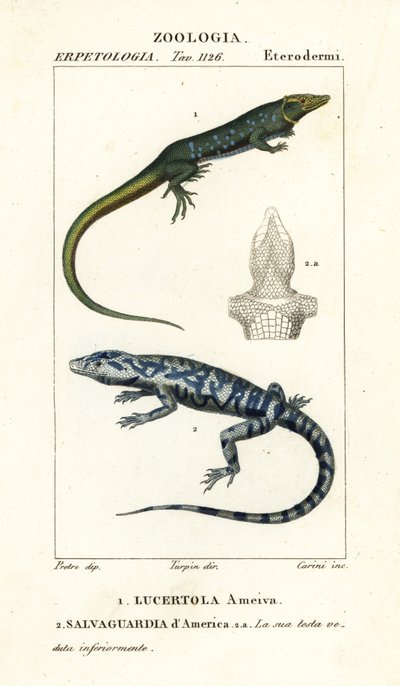 Corredor de la selva, Ameiva ameiva,, Lucertola ameiva 1 y tegu dorado, Tupinambis teguixin, Salvaguardia dAmerica 2 de Carini Carini