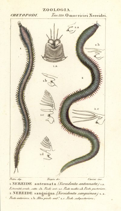 Leodice antennata, Nereidonta antennata 1, y Eunice sanguinea, Nereidonta sanguinea 2 de Carini Carini