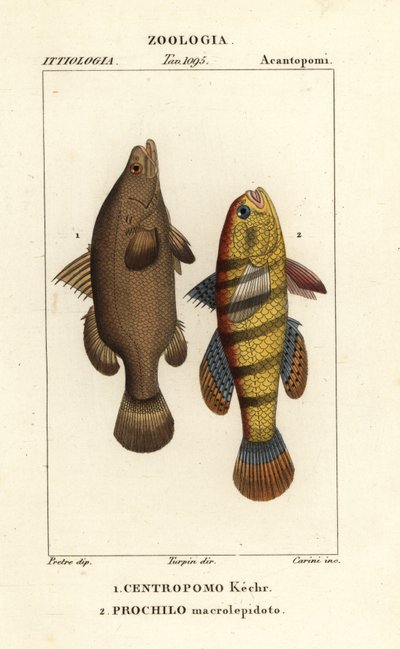 Perca del Nilo, Lates niloticus, y pez dormilón o gobio, Ophiocara macrolepidota de Carini Carini