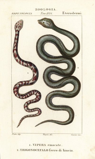 Cobra de cuello anillado, Hemachatus haemachatus 1, y lanceta de Martinica, Bothrops lanceolatus 2 de Carini Carini