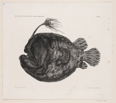 Dibujo de historia natural de Carl Christian Larsen Cordts