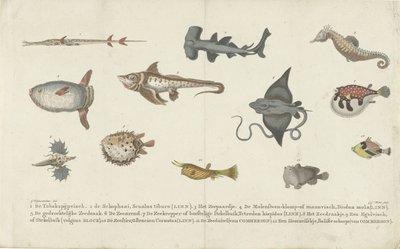 Doce especies de peces diferentes de Carl Cristiaan Fuchs