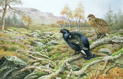 Urogallo Negro en un Páramo de Carl Donner