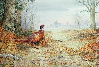 Faisán macho de Carl Donner