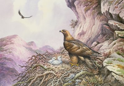 Águilas reales en su nido de Carl Donner
