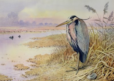 Garza gris de Carl Donner