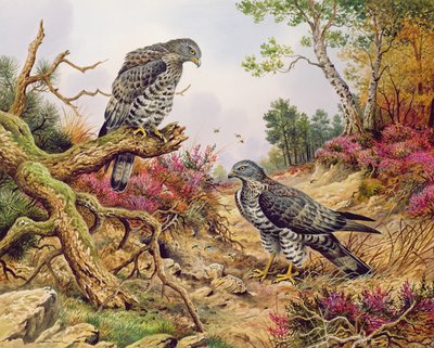 Abejeros europeos de Carl Donner