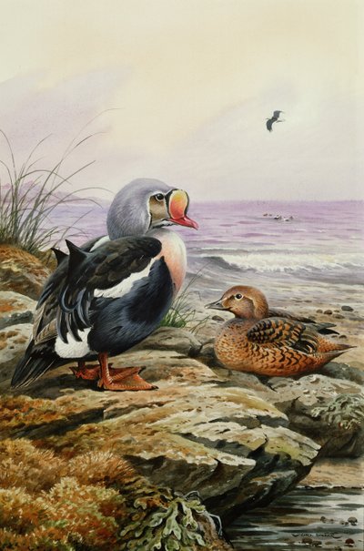 Eider real de Carl Donner