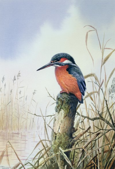 Martín pescador de Carl Donner