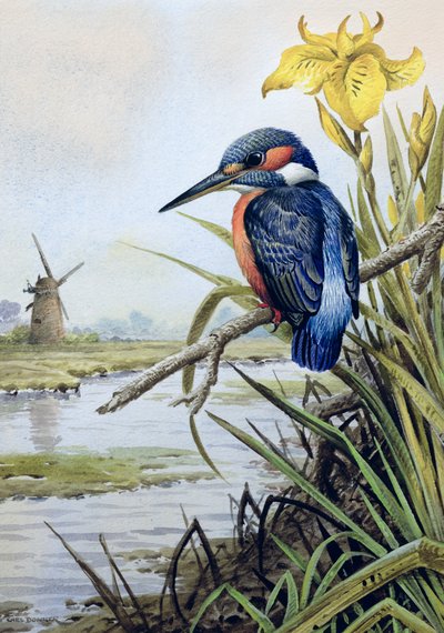Martín pescador con lirio amarillo y molino de viento de Carl Donner