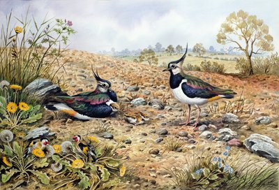 Familia de avefrías con jilgueros de Carl Donner