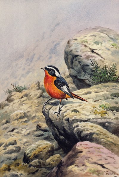 Colirrojo de Moussier de Carl Donner