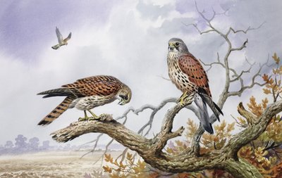 Pareja de cernícalos de Carl Donner