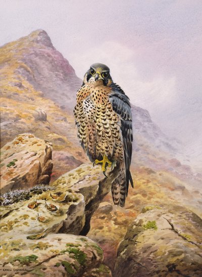 Halcón peregrino de Carl Donner