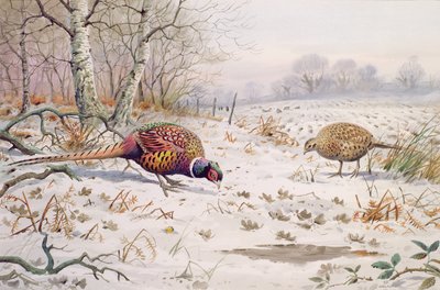 Faisán y perdiz comiendo de Carl Donner