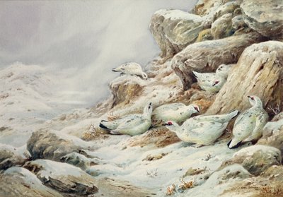 Perdiz nival en paisaje nevado de Carl Donner
