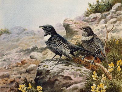 Mirlos capiblancos de Carl Donner