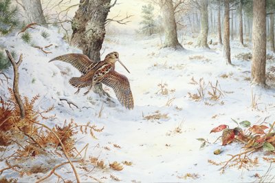 Agachadiza en paisaje boscoso de Carl Donner
